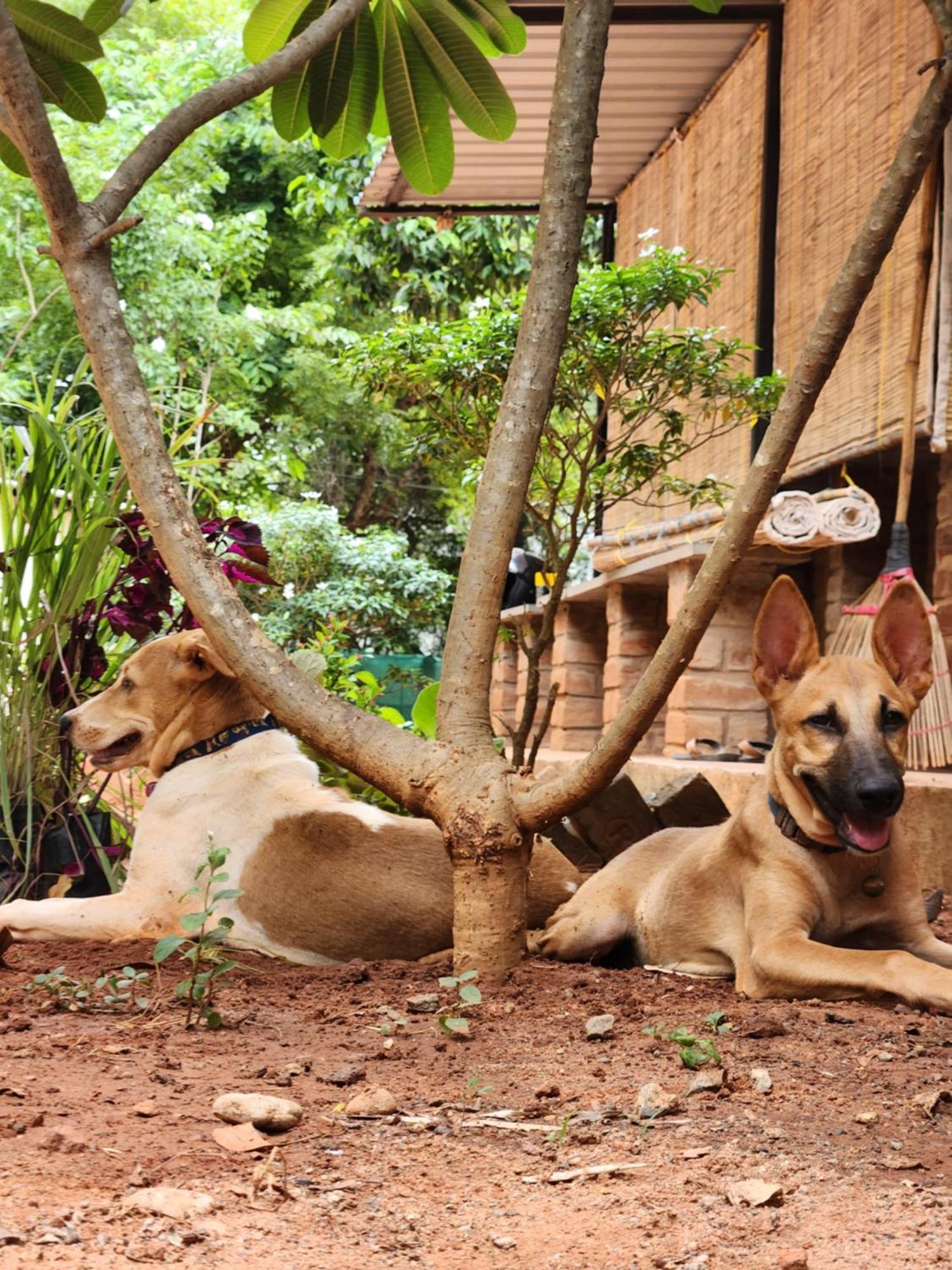 Nebula Nest Cafe & Hostel Auroville Ngoại thất bức ảnh